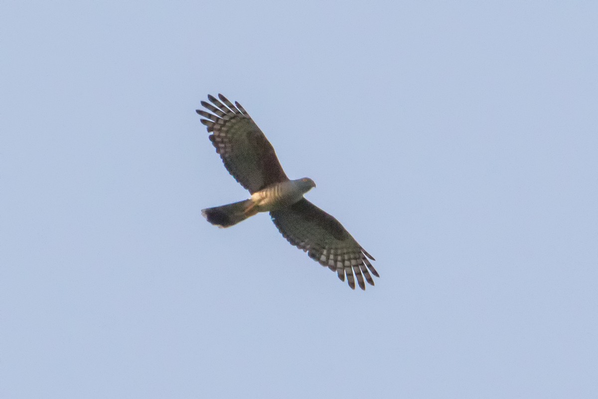 African Cuckoo-Hawk - graichen & recer