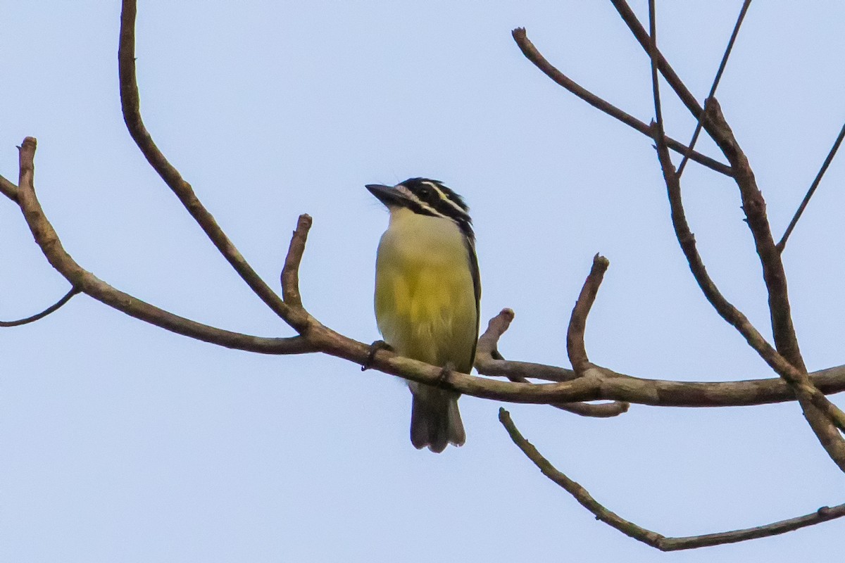Yellow-rumped Tinkerbird - graichen & recer