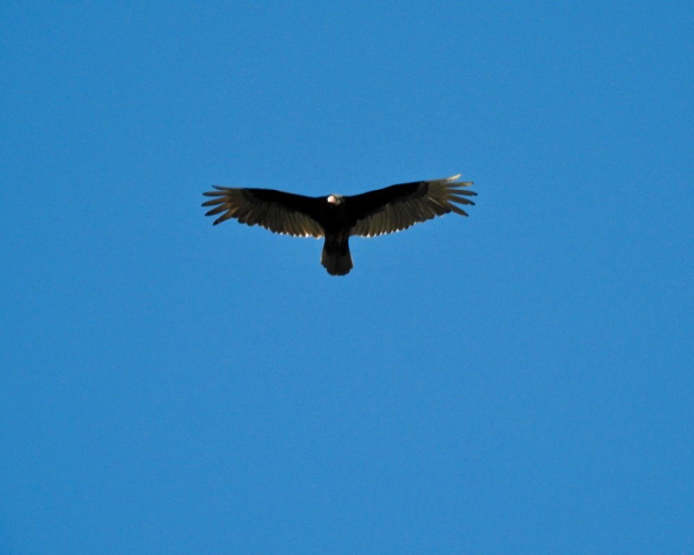 Turkey Vulture - Bruce Moorman