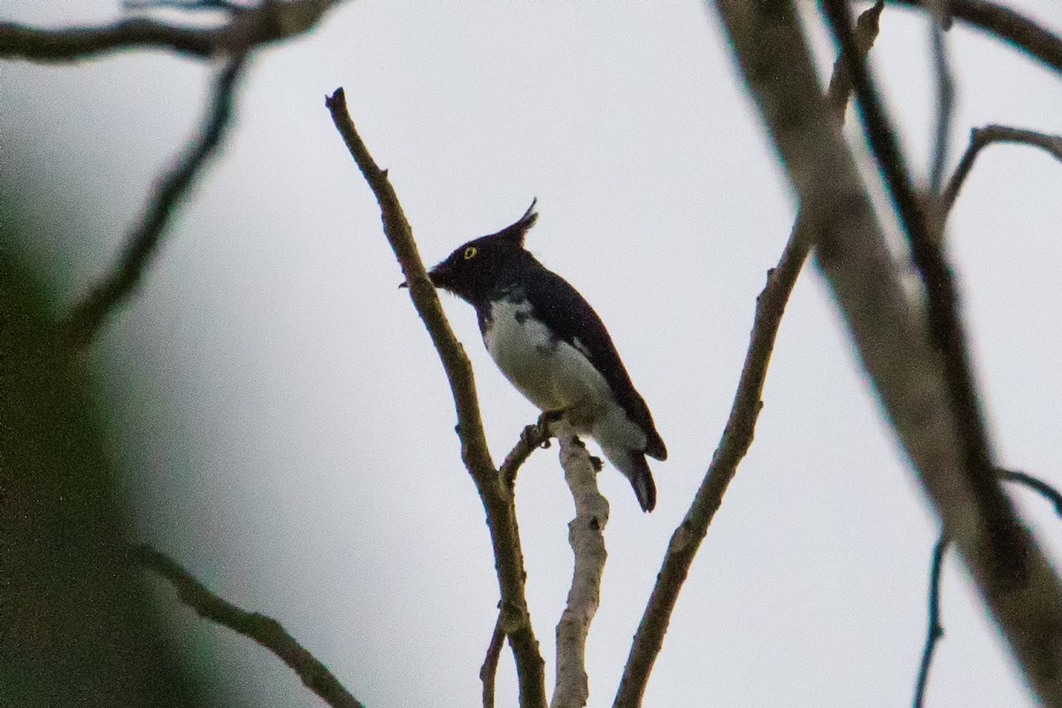 Black-and-white Shrike-flycatcher - graichen & recer