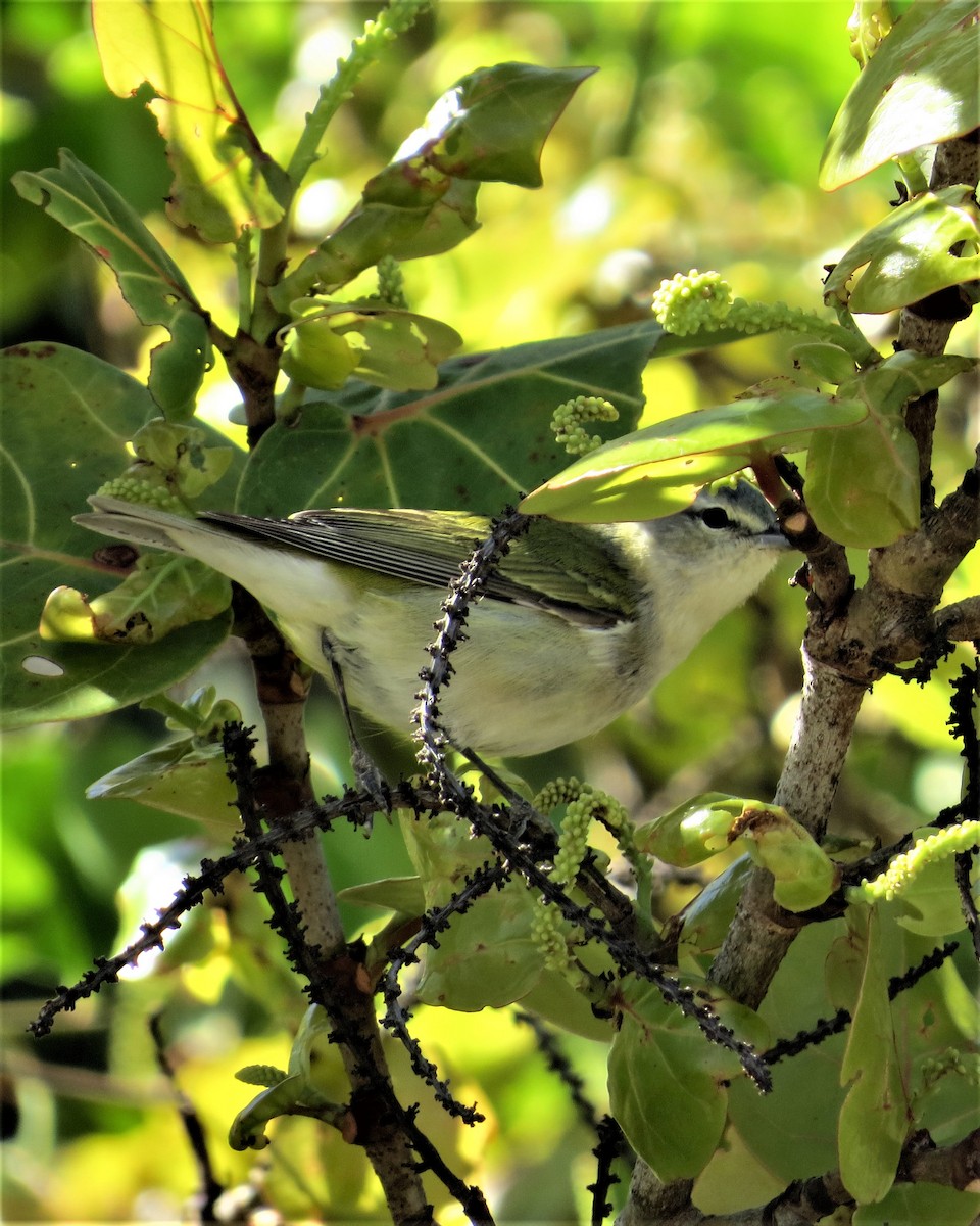 Tennessee Warbler - Pam Meharg