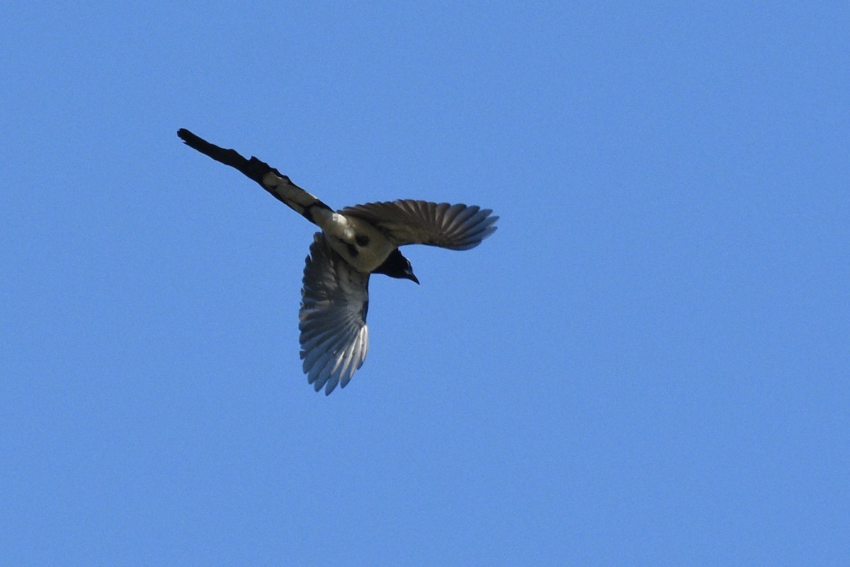Black-throated Magpie-Jay - ML153617051