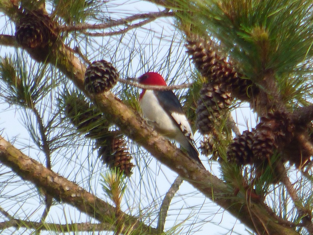 Red-headed Woodpecker - Sondra Lee Walling