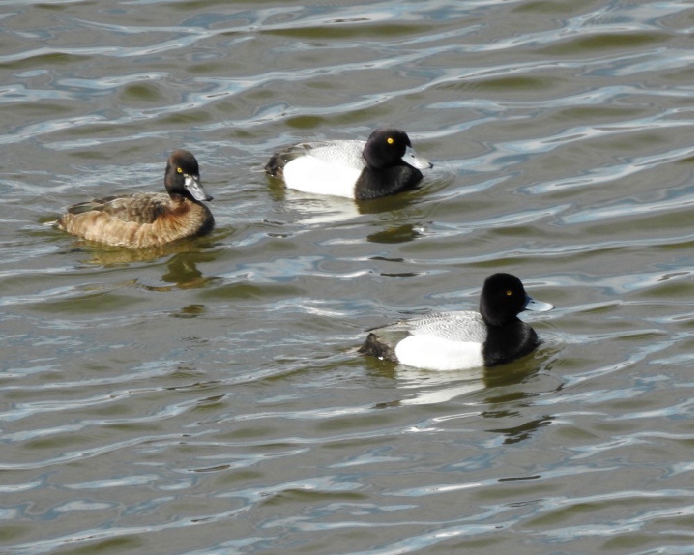 Greater Scaup - ML153618281