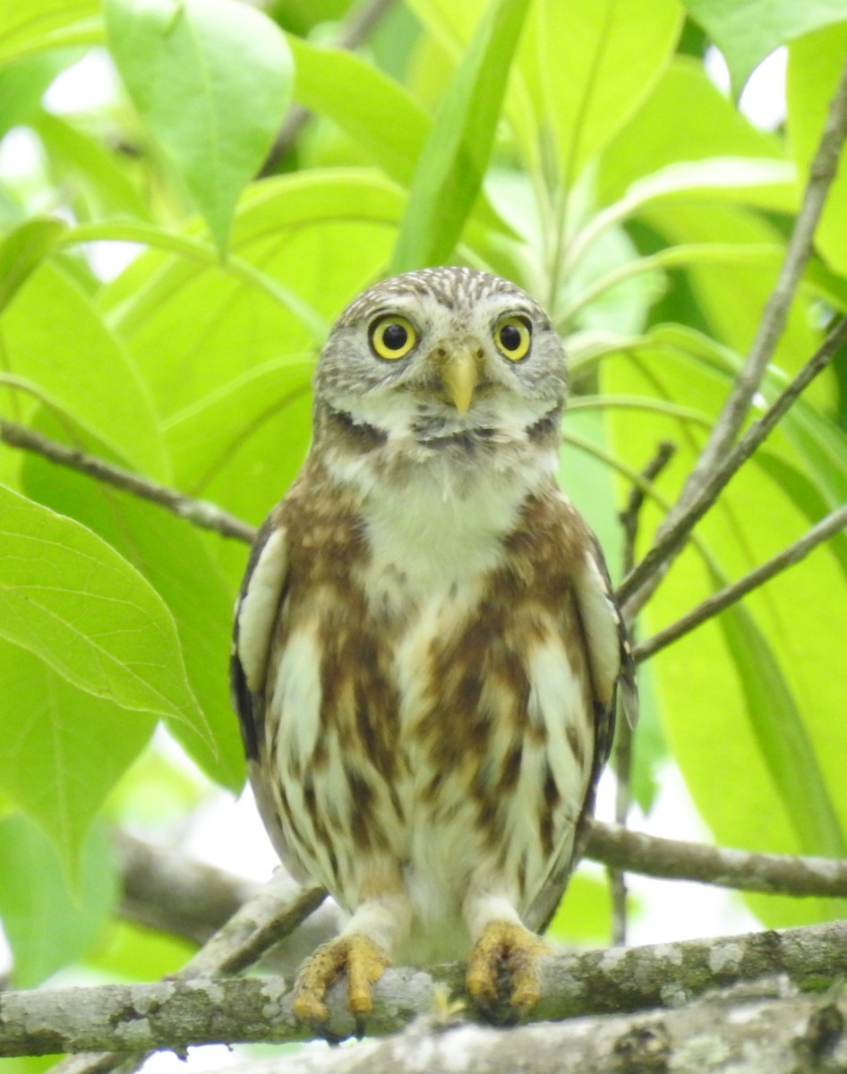 Peruvian Pygmy-Owl - ML153618421
