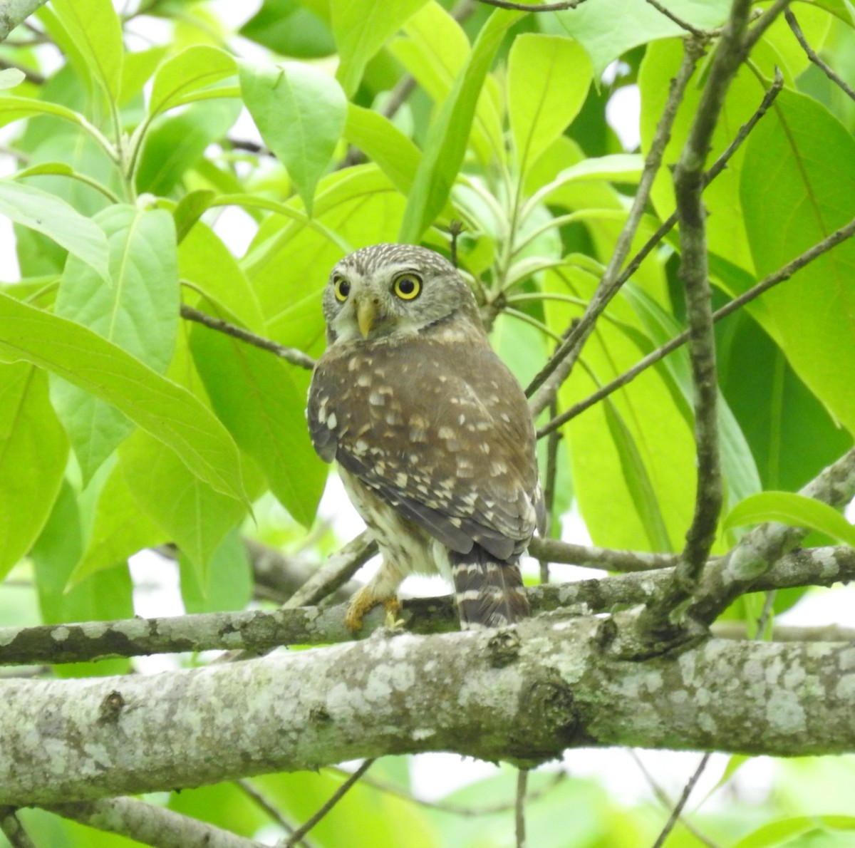 Peruvian Pygmy-Owl - ML153618471