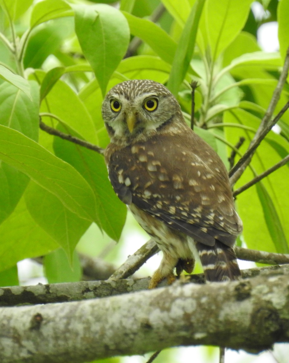 Peruvian Pygmy-Owl - ML153618491