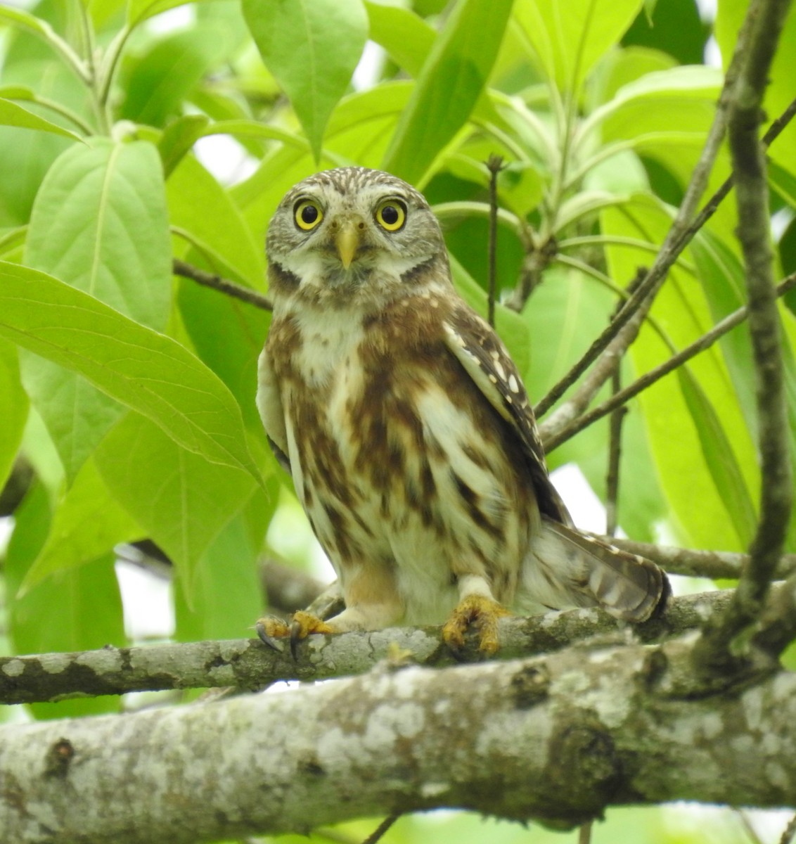 Peruvian Pygmy-Owl - ML153618551