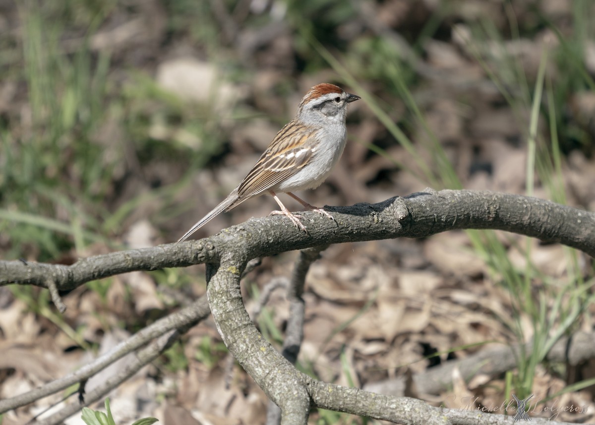 Chipping Sparrow - ML153618621
