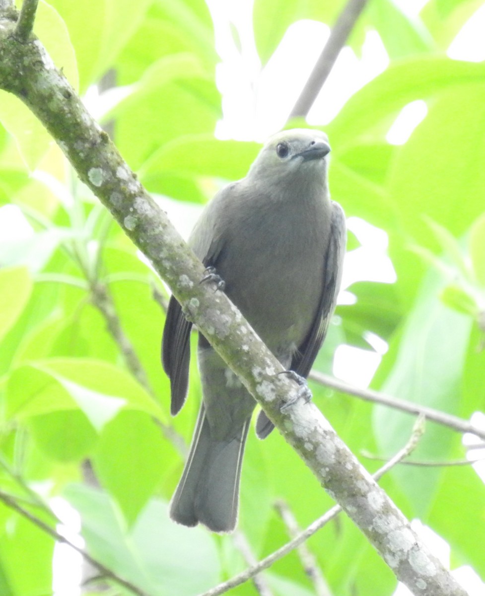 Palm Tanager - ML153618761