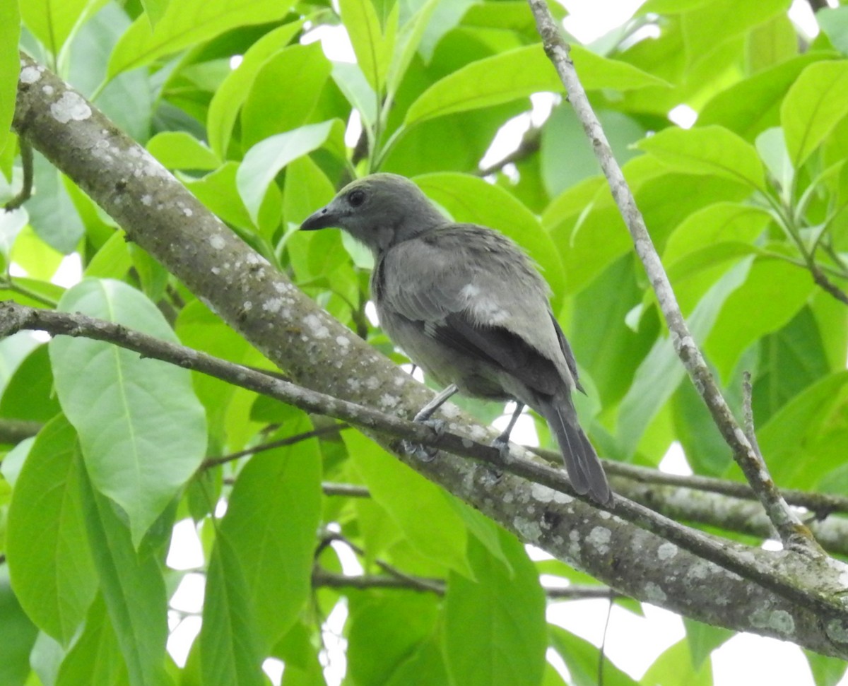 Palm Tanager - ML153618771