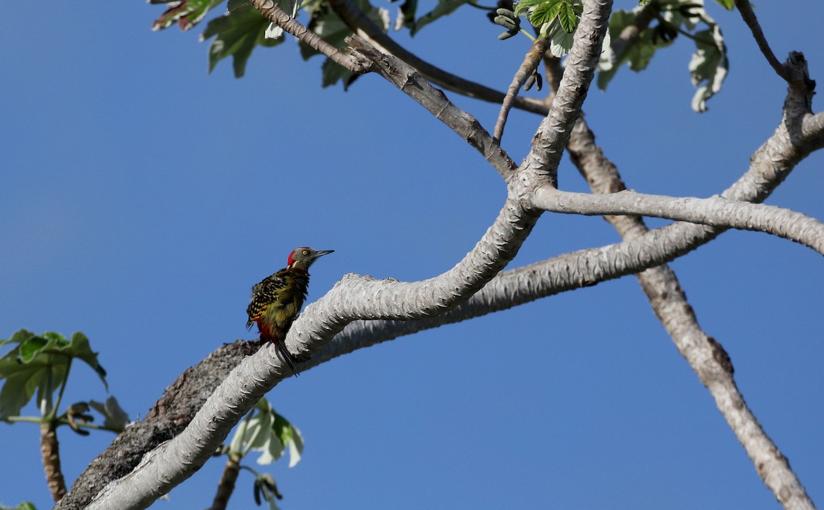 Hispaniolan Woodpecker - ML153619191