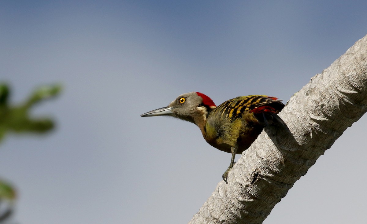 Hispaniolan Woodpecker - ML153619311