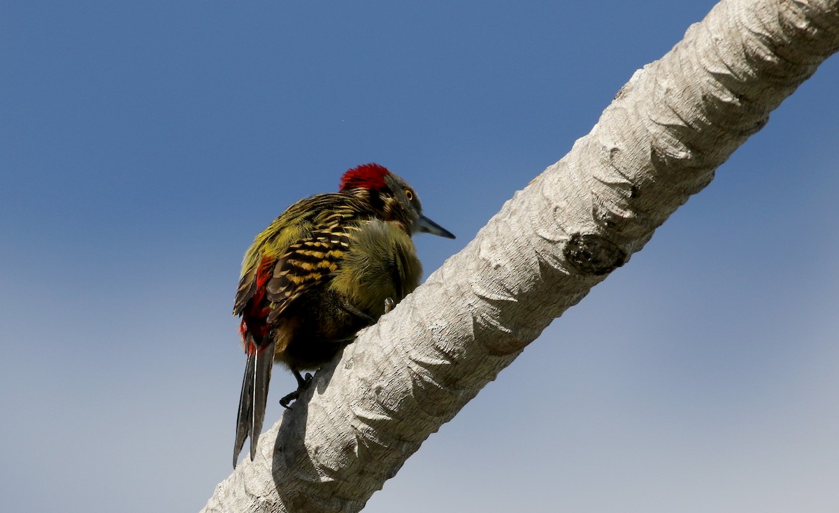 Hispaniolan Woodpecker - ML153619341