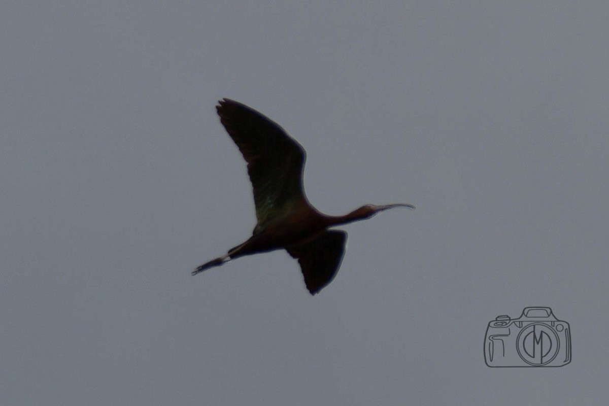 White-faced Ibis - Donny Moore
