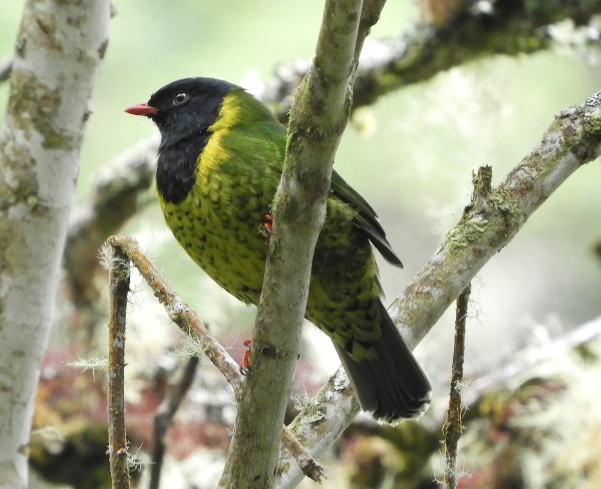 Band-tailed Fruiteater - ML153620531