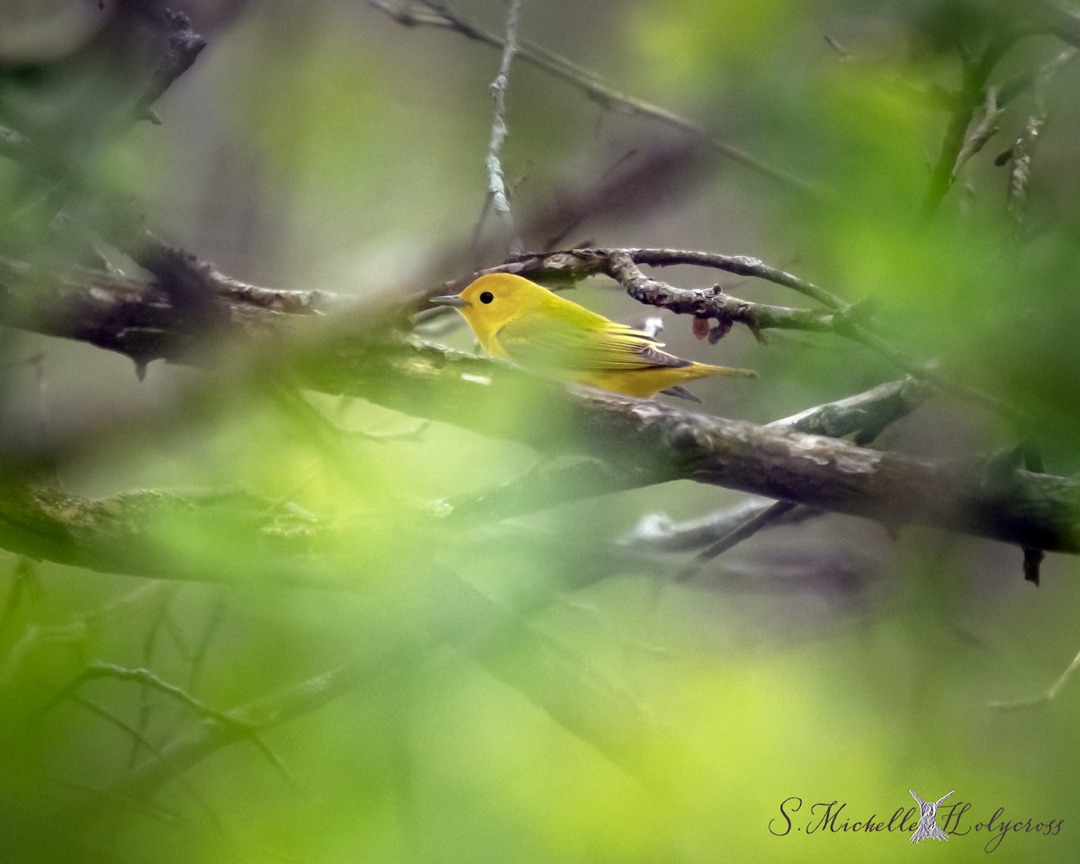 Yellow Warbler - ML153620641