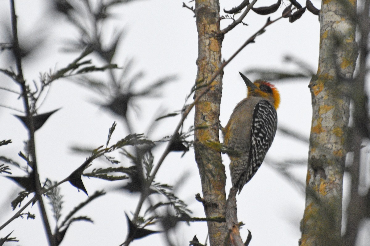 Golden-cheeked Woodpecker - ML153620901