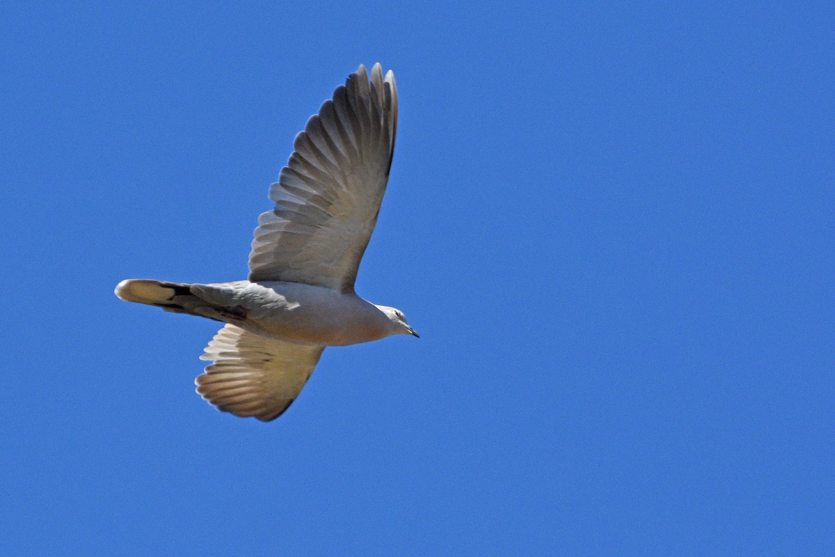 Eurasian Collared-Dove - ML153621251