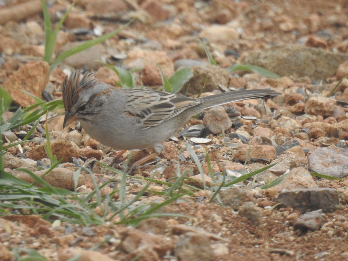 Rufous-winged Sparrow - ML153621781