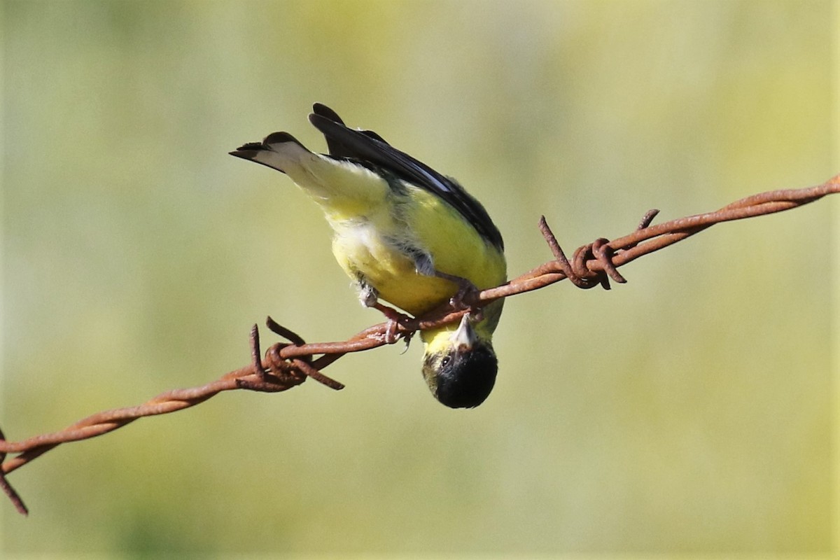 Lesser Goldfinch - Tom Fangrow