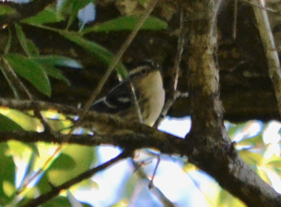 Black-and-white Warbler - ML153623491