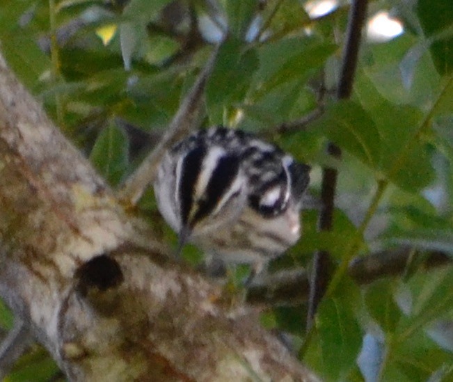 Black-and-white Warbler - ML153623501