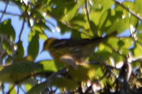 Cape May Warbler - ML153623681