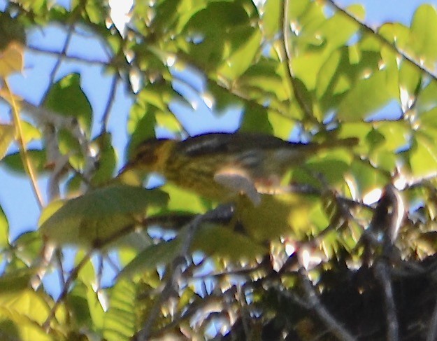 Cape May Warbler - ML153623701