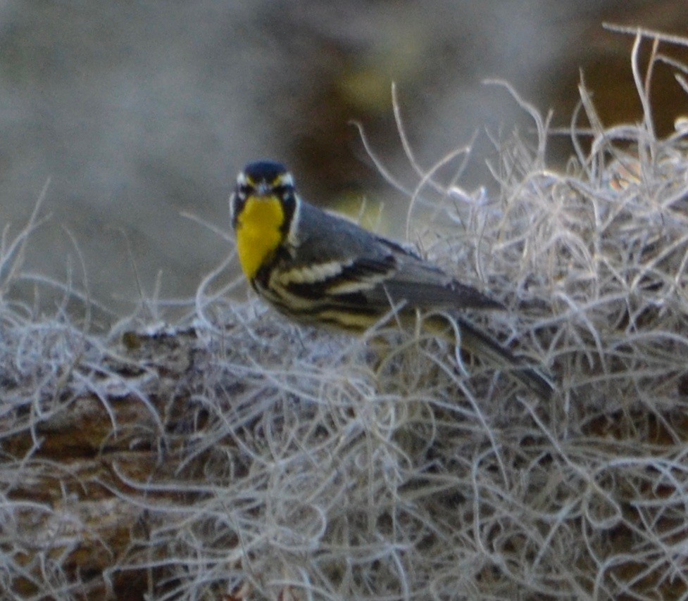 Yellow-throated Warbler - Margaret Merar
