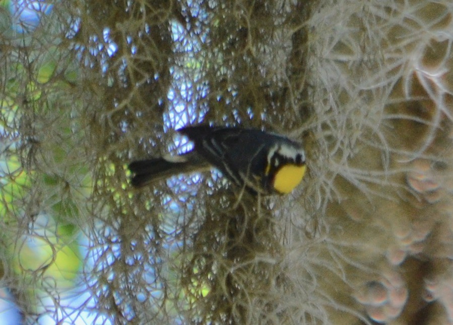 Yellow-throated Warbler - Margaret Merar
