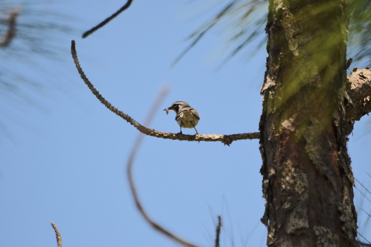 Yellow-throated Warbler - ML153624121