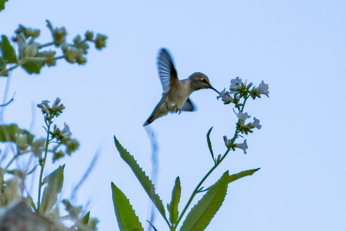Anna's Hummingbird - ML153624151