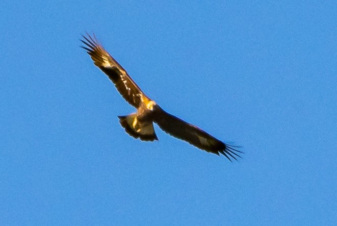 Golden Eagle - ML153624161