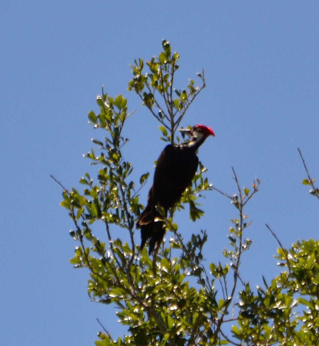Pileated Woodpecker - ML153624191