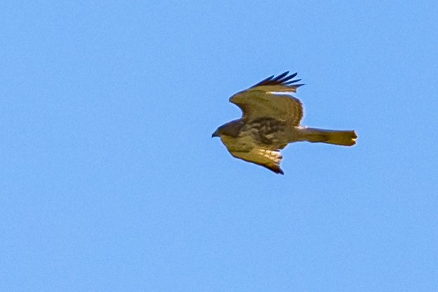 Red-tailed Hawk - ML153624351