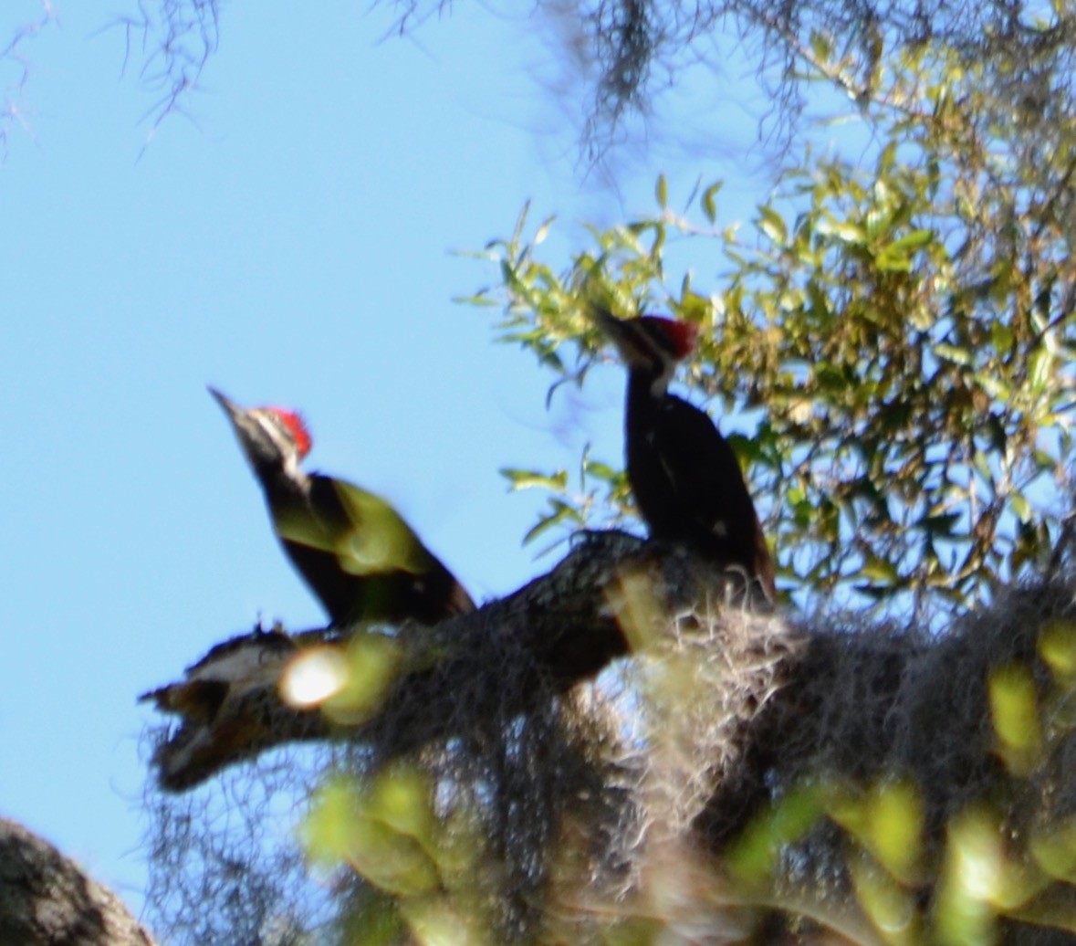 Pileated Woodpecker - ML153624411