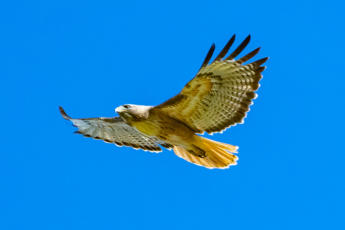 Red-tailed Hawk - ML153624471