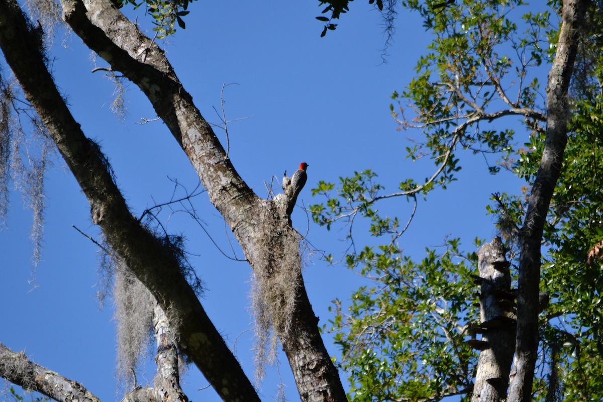 Red-bellied Woodpecker - ML153624661