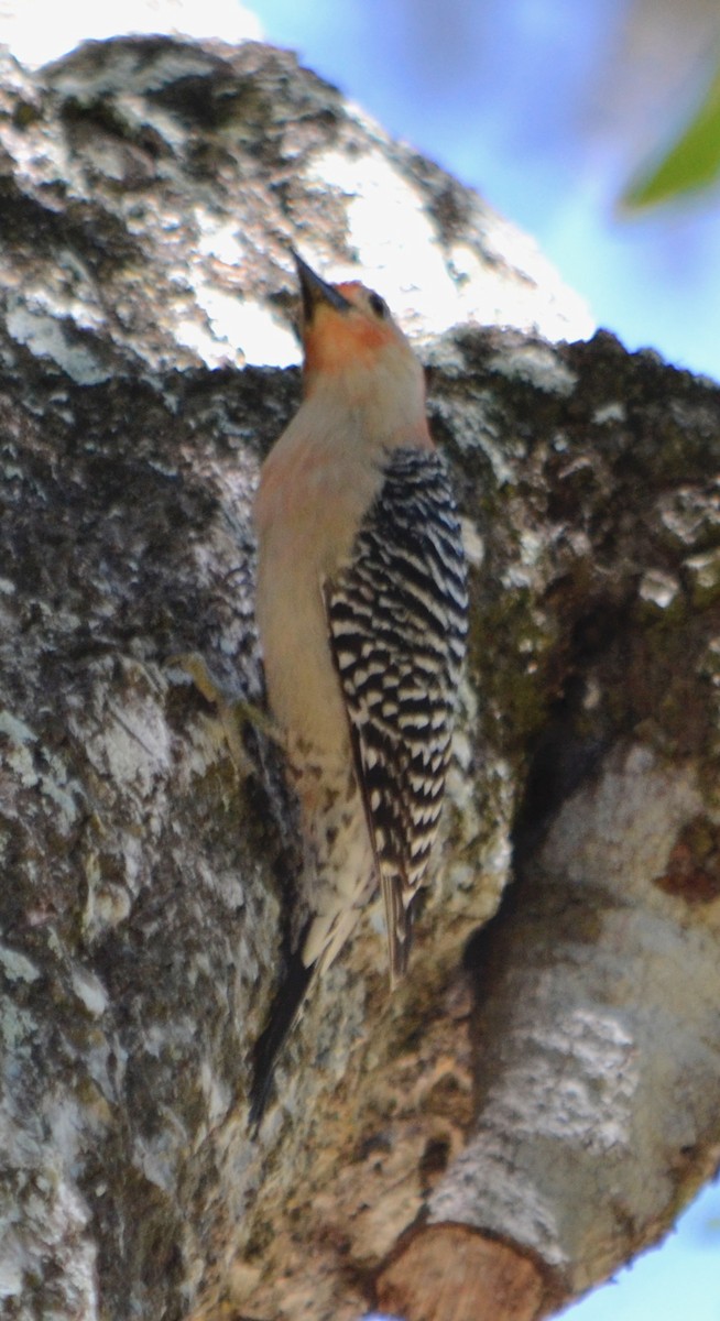 Red-bellied Woodpecker - ML153624691