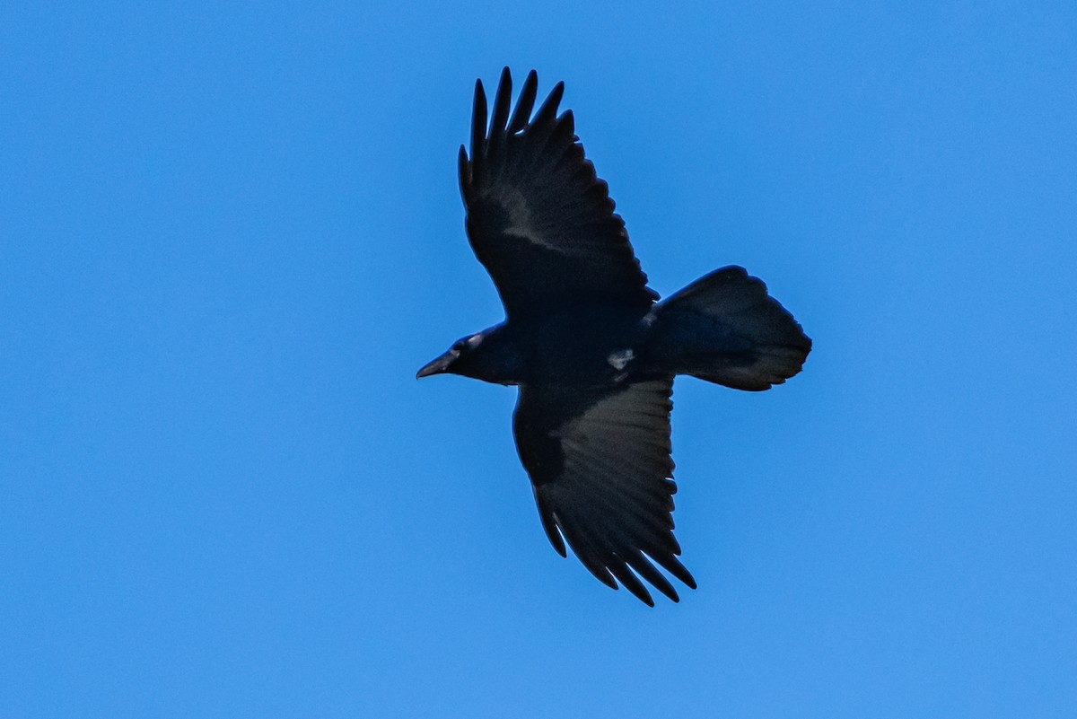 Common Raven - ML153624891
