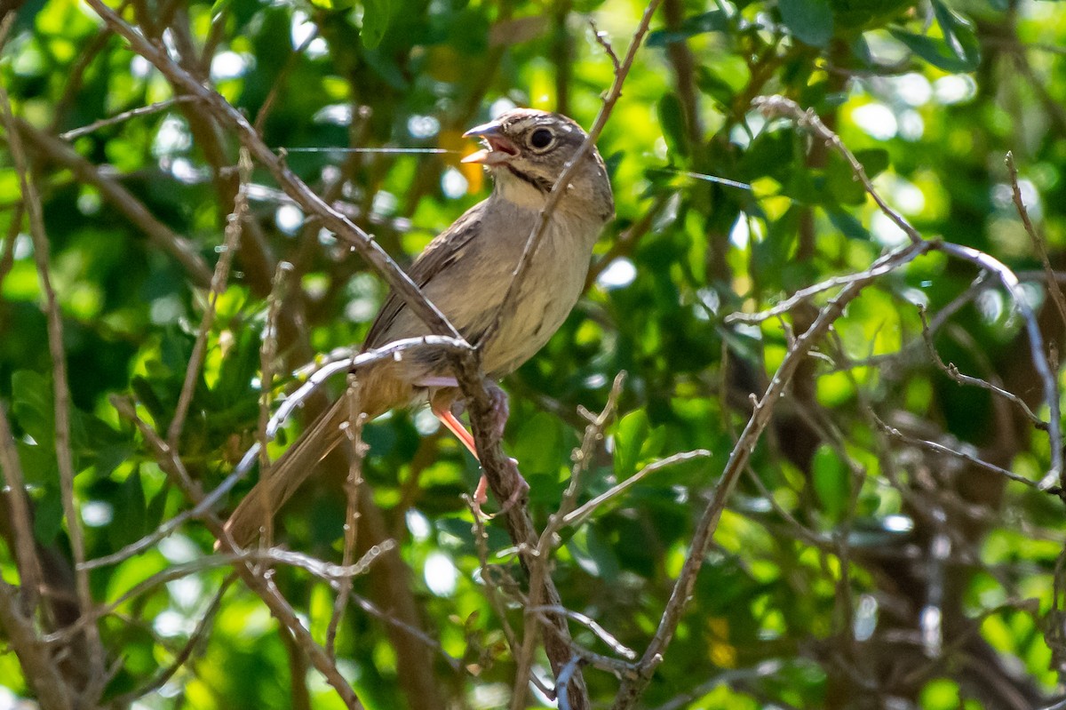 Rufous-crowned Sparrow - ML153625761