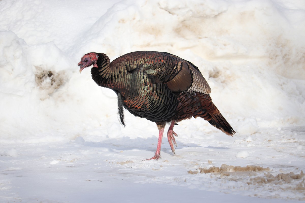 Wild Turkey - George Njn