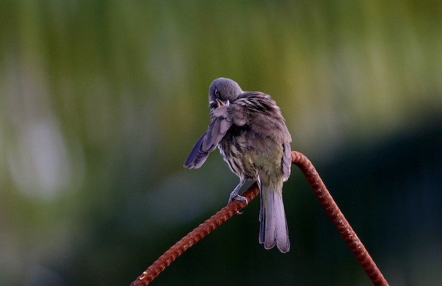 Bird preening. - Palmchat - 