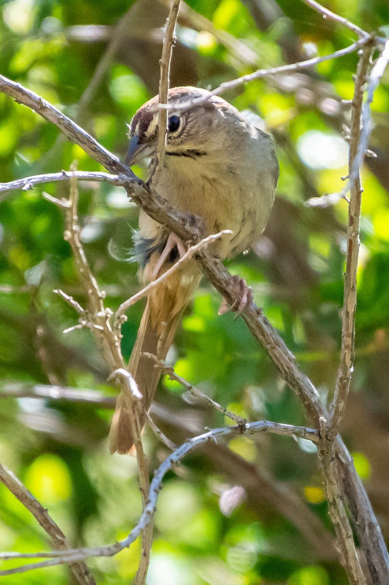 Rufous-crowned Sparrow - ML153625811