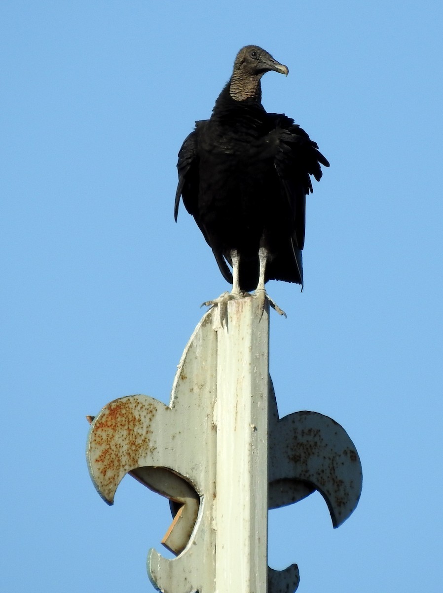 Black Vulture - bob butler