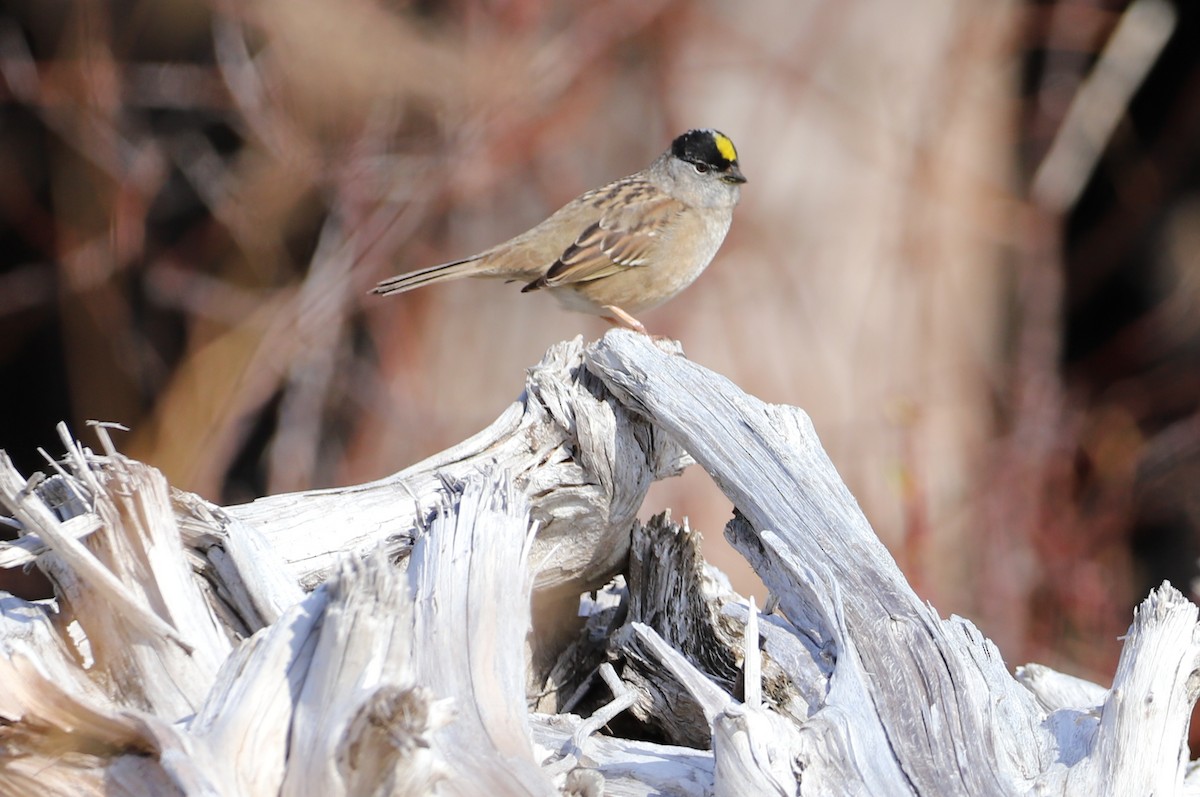 Golden-crowned Sparrow - Walter Thorne