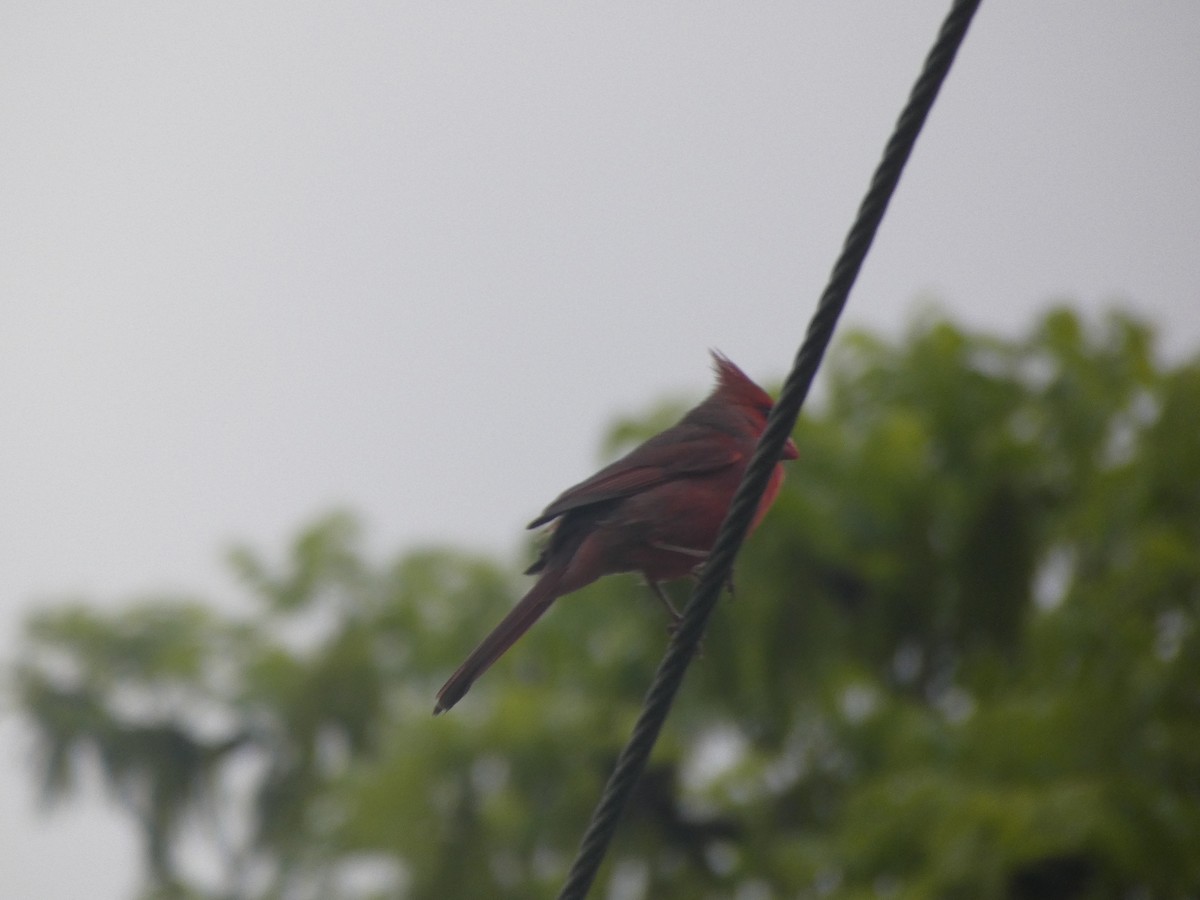 Northern Cardinal - River Ahlquist