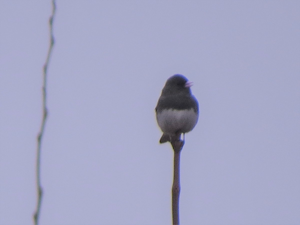 Dark-eyed Junco (Slate-colored) - Jerry Smith