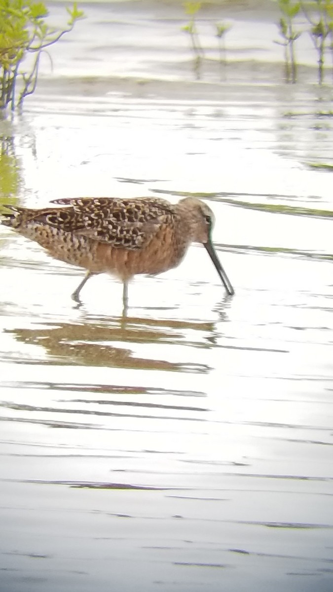 Long-billed Dowitcher - ML153627401